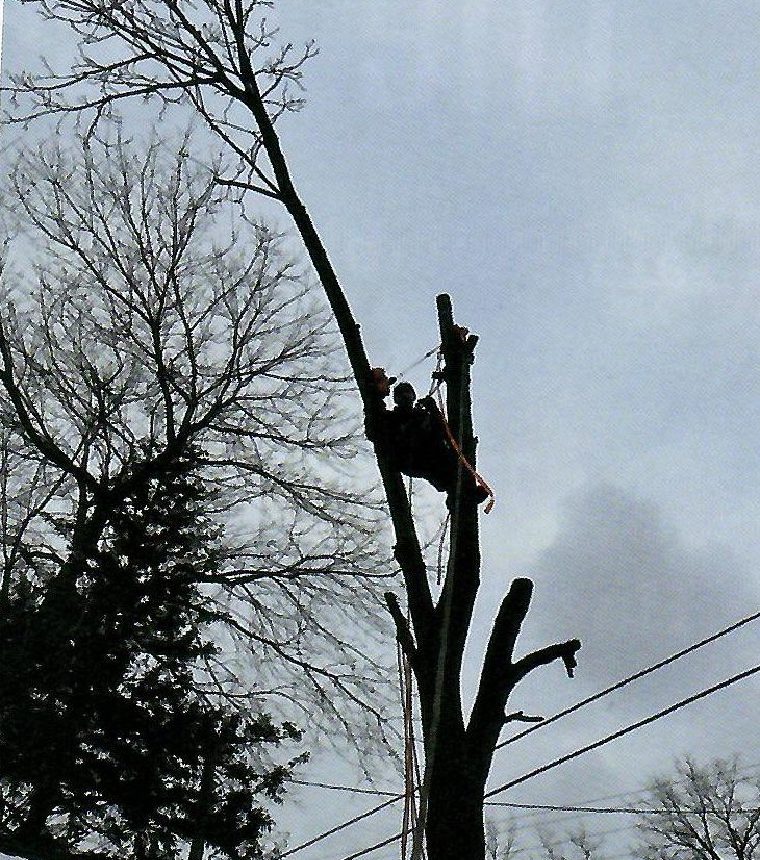 Tree removal crew member working above the ground in Hamilton